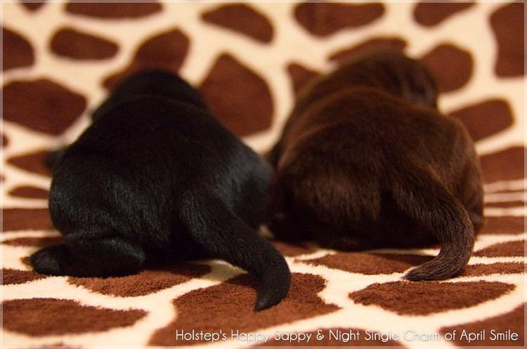 puppies_sappy_lala7