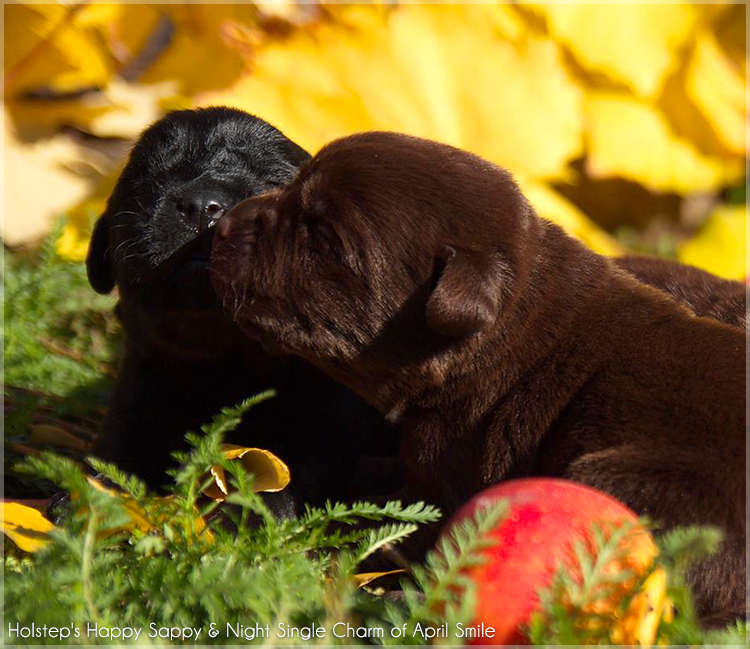 puppies_sappy_lala8