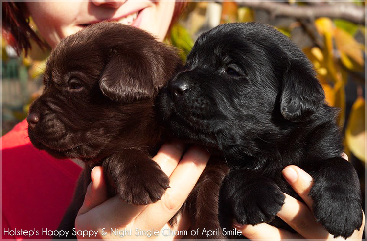 puppies_sappy_lala9