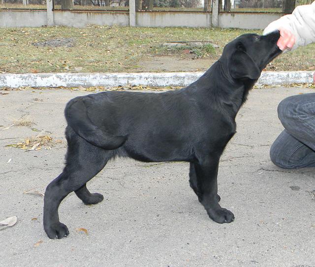 timur