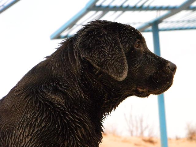 timur9